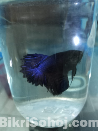 Fighter/Betta Fish